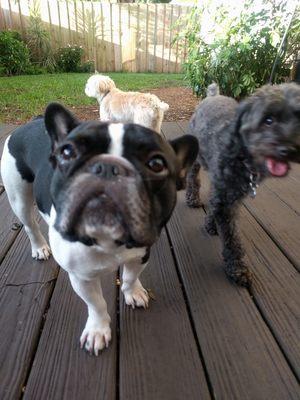 Happy campers: Vader, Ozzie and Belle.