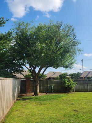 After photo of the backyard lace bark elm