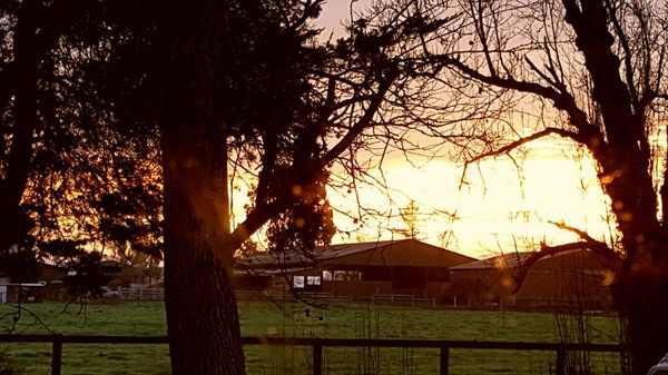 Nancy's office  is located on a beautiful horse ranch near Sebastopol