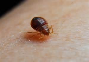 They are terrible! Bed bugs.