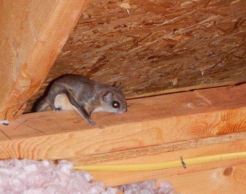 We take care of Flying Squirrels, too!