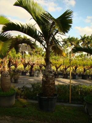 Florida Landscape Nursery