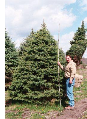 Scott Sherman measuring a HUGE Spruce in our nursery!