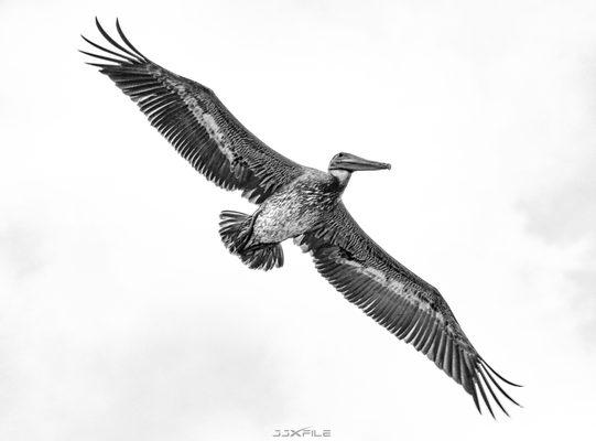 Natural Pelican - Black & White