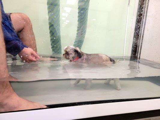 Small dog in underwater treadmill