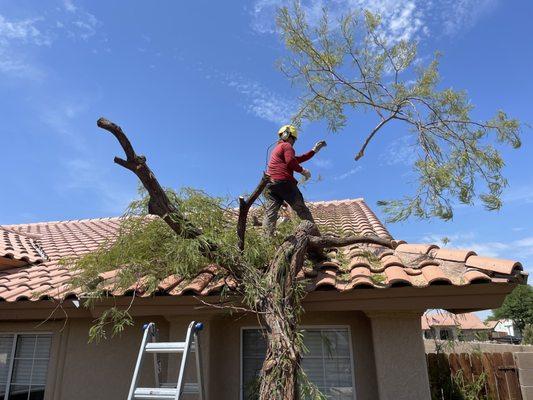 Yuma Master Tree Services