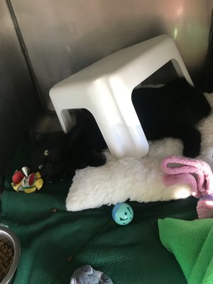 My new cat and her cage setup! They have toys in a drawer so you can play with them and she had moved this stool used as her little shelter.