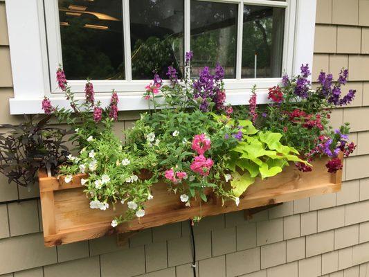 Our beautiful window box.  All plants from Sandy's Garden Center.