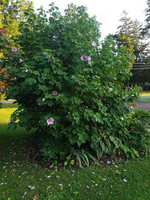 Rose of Sharon grown from one plant 3-4 years ago