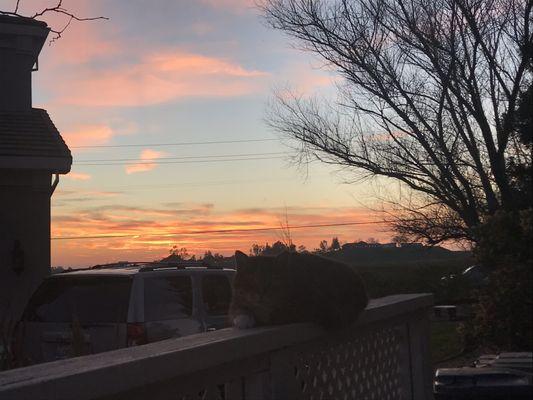 Cat and sunset