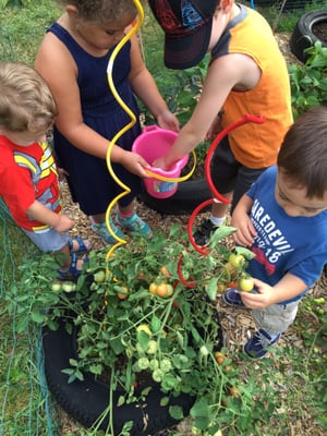 Harvesting lunch!