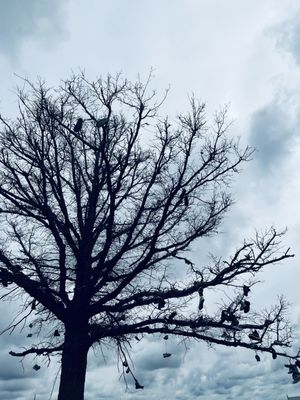 Shoes in a tree