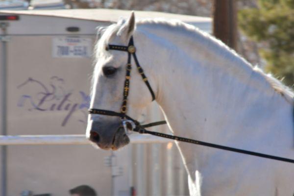 Debacs Equestrian home for the Lipizzaners of Gala of The Royal Horses