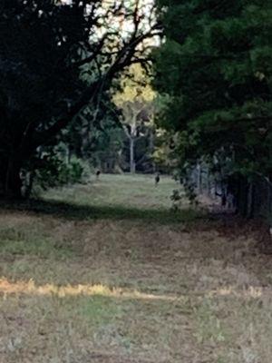 Visitors on the trail today