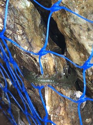 Worms crawling on the oysters, there were more but I couldn't get them because they were in the middle