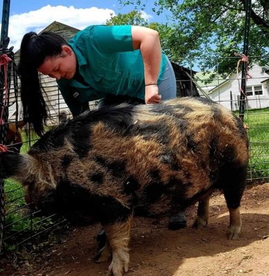 Dr. Lizzie is adjusting a pig.