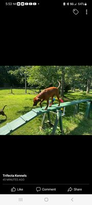 Ginger on an obstacle