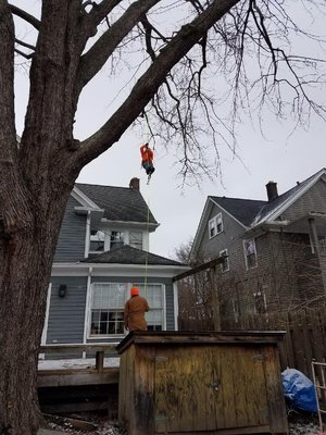 NFL Tree Company