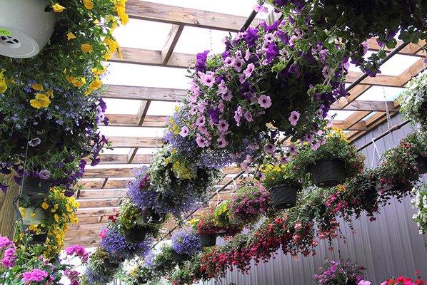 Great selection of hanging baskets!