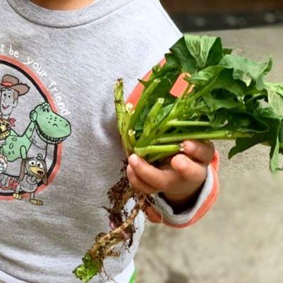 Planting spinach.