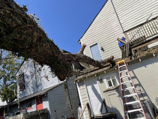 Fallen pecan tree (Ida)