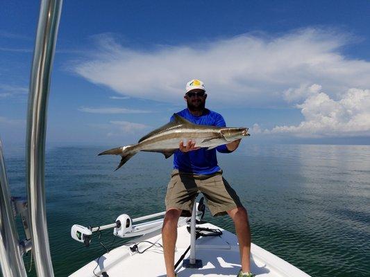 Cobia