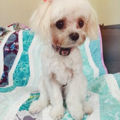 Iggy with her "teddy bear" cut.