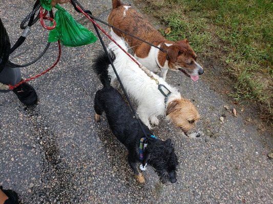 Jen's Pawfect Pets also offers Pack walks!