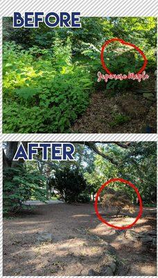 Before: Wild, overgrown lawn.
After: lawn demolition allows for a fresh start