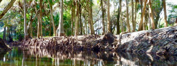 Imperial River, Bonita Springs.