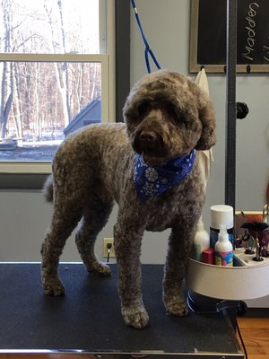 Portuguese Water Dog