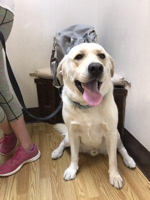 Nothing beats a Labrador smile.