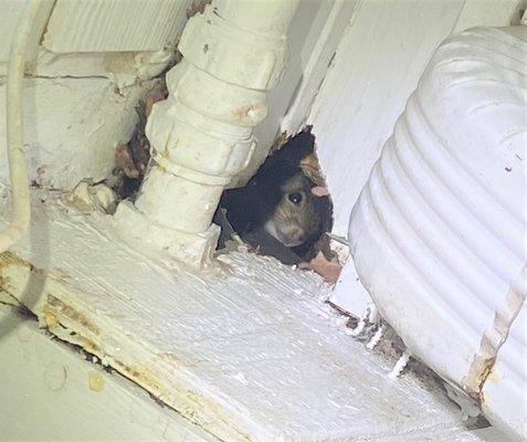 Rat spotted in process of a rat removal job. The hole is an area that was chewed to allow the rat further access.