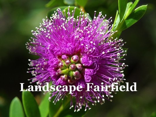 Landscape Design Fairfield