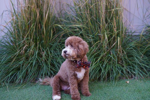 Poodle haircut