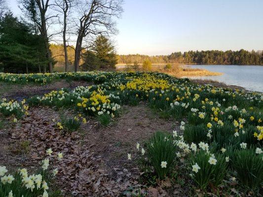 Daffodil Hill... so pretty!