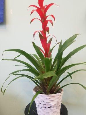 Bromeliad Plant