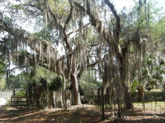 Hairy tree