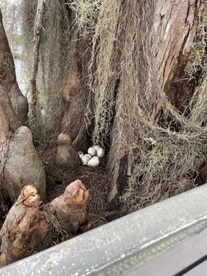 Whistling duck eggs