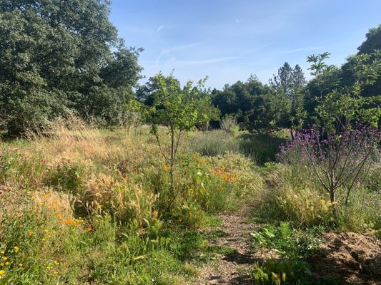 My backyard, all landscaped by my mom. This acre was all just tall dry grasses when we moved in! Sharing the beauty :)