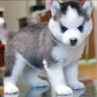 Adorable Pomsky Puppies! www.islandpuppies.com (631) 624-5580  How Many Likes Can This Little Guy Get ?...