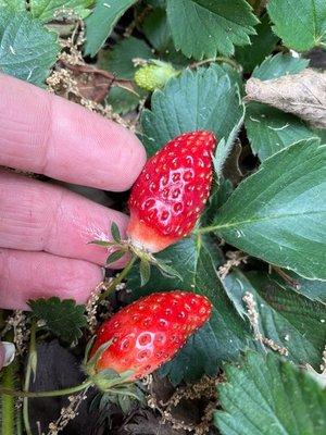 Perennial strawberries as ground cover