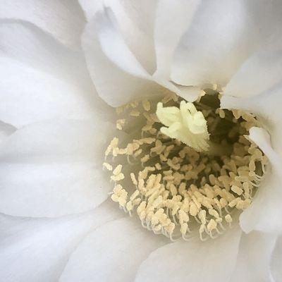 Cactus flower bloom, Photography prints, canvas, framed