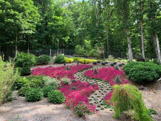 Wave petunias