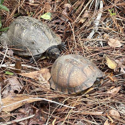 Tortoises