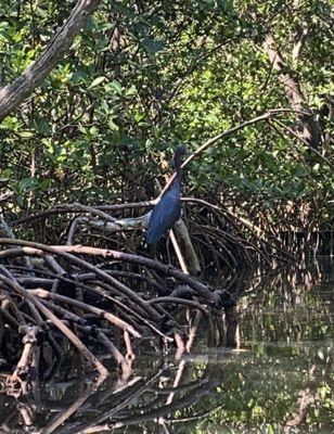 Lots of different birds on tour.