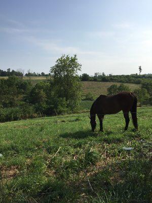 Pazzo enjoying the day