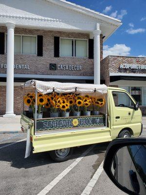 4/10/2022 $20 pots of Sunflowers 'till 1:00p.m. today Sunday (Palm Sunday).