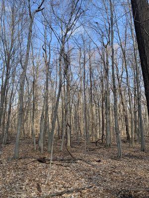 Woods in March