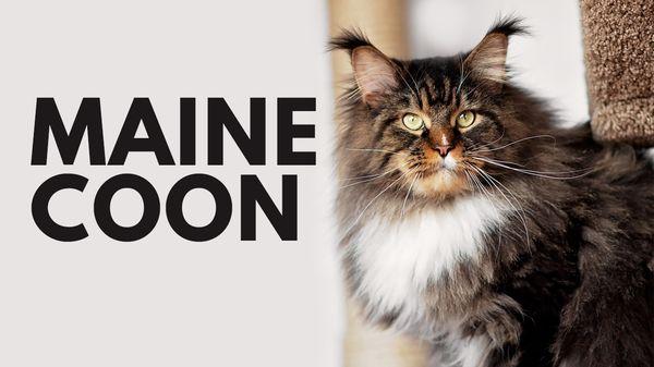 Maine Coon Cat